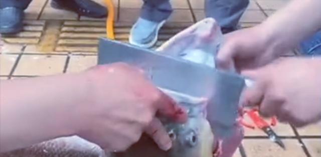 湖南|湖南一男子罕见钓获米级水老虎，鱼鳔就近一米长，看清后网友怒了