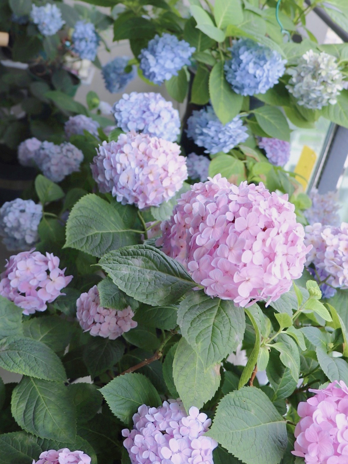 没有大院子,买个20㎡阳台建花园,历时五年的折腾,不要太好看