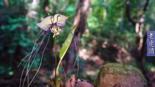 古镇|山间精灵！老虎须、滇丁香、中国无忧花…云南山林珍稀花卉绽放