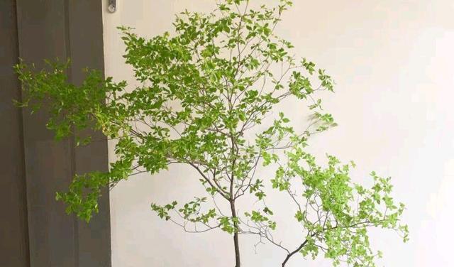 今年流行鲜切枝打造“日系小森林”!你是否也跟风,交了智商税