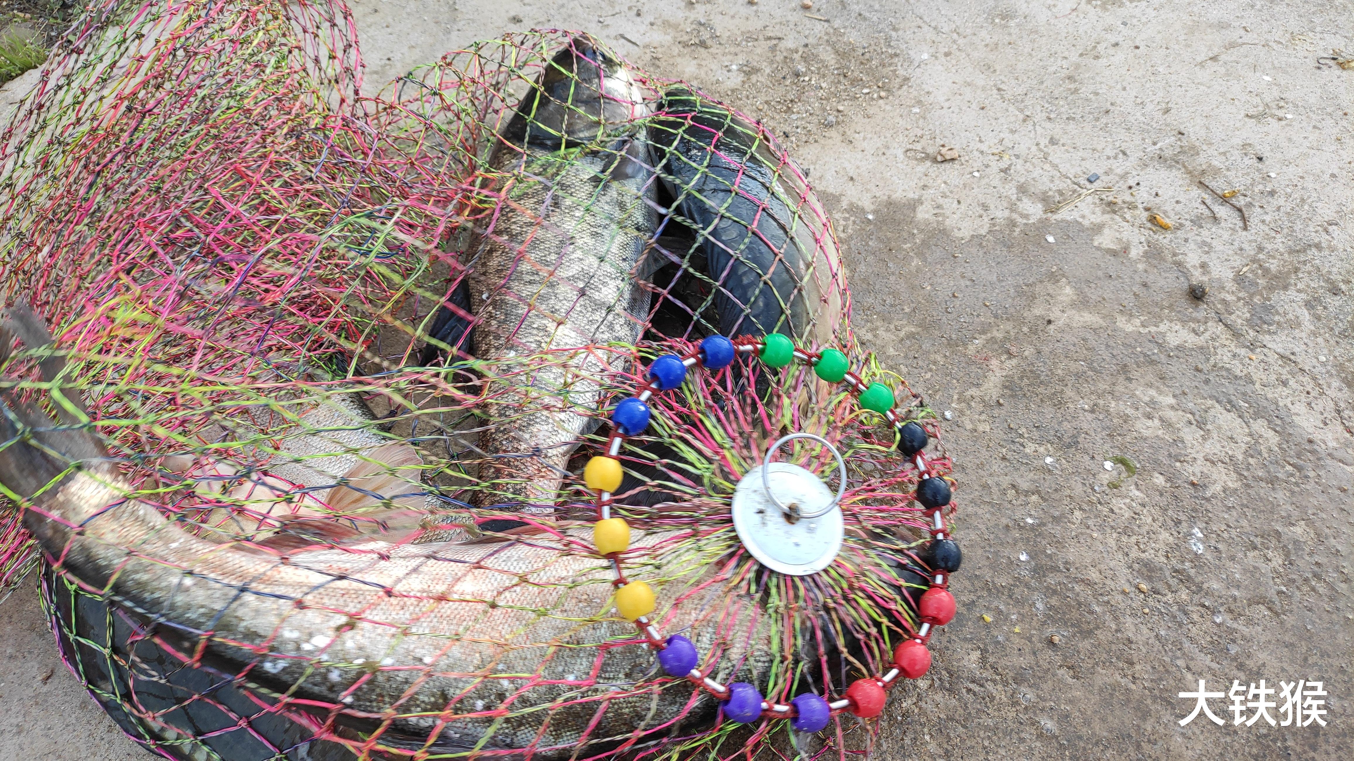 |喜欢钓鲢鳙的蒙圈了吧!邓刚和崔炳亮各执一词,到底谁说得对?