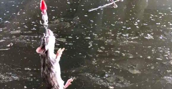 |男子户外钓鱼,意外收获4腿长尾“怪物”,网友:见过钓骨灰盒吗