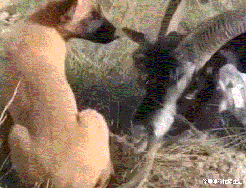 “相亲时女生带全家5口人来吃牛排！我逃单了！”结局引起舒适...