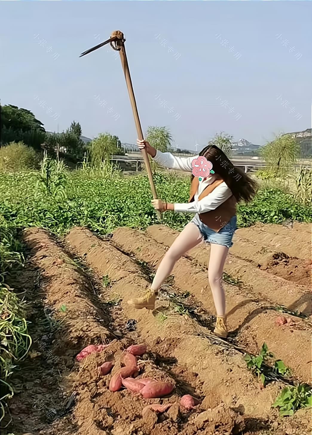 女子回农村老家,被母亲派到地里挖红薯,网友:这绝对是亲妈