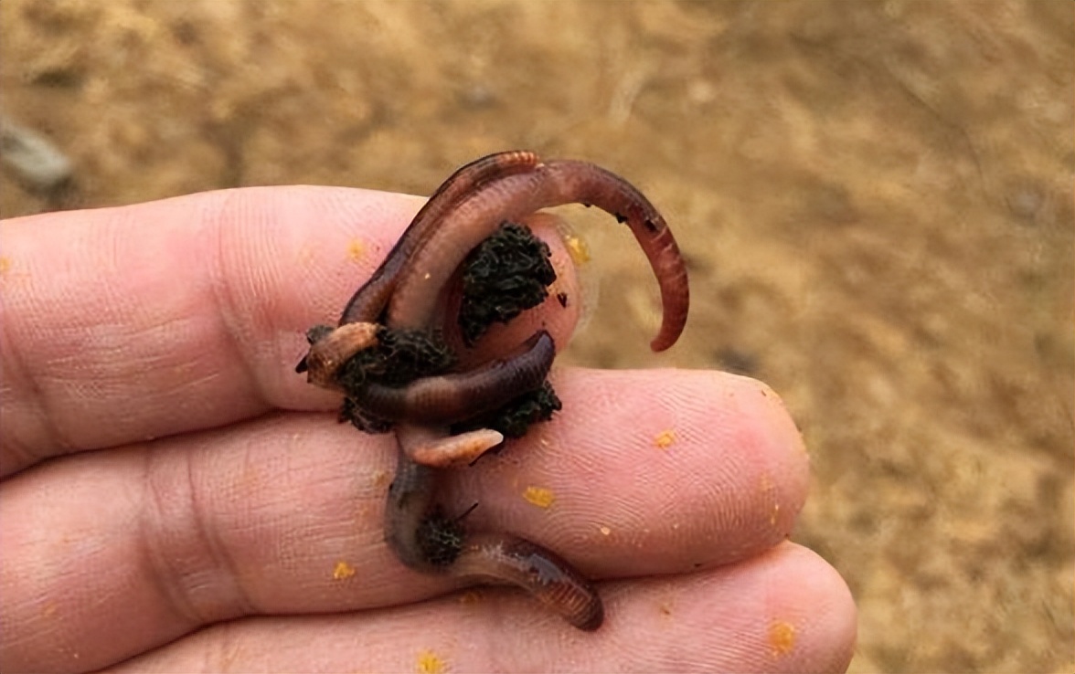 |这4种“冷门”饵料很多人都不知道，不论用哪个，鱼都抢着吃