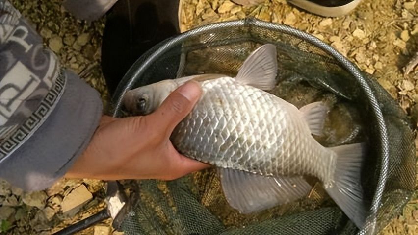 鳊鱼|秋末冬初,钓大鲫鱼的最佳时机在哪里?