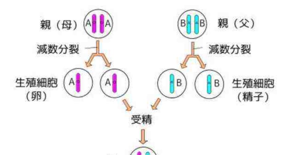 生物进化普遍选择的是衰老,而不是永生,这究竟是为什么?