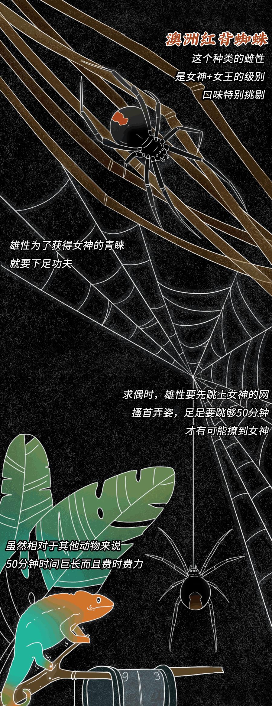 一组漫画揭开:动物“奇特”的求偶方式,真的太浪漫了
