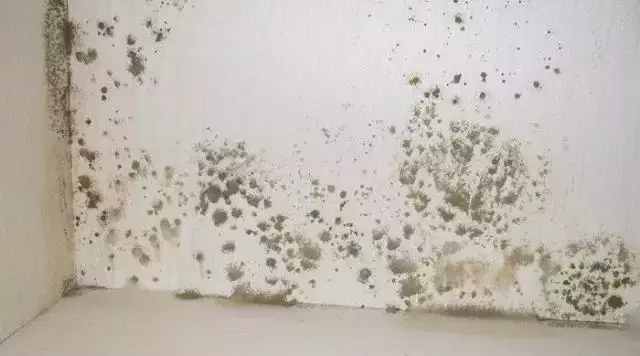 新家装修没多久墙面发霉脱落太难看,知道了小窍门再也不用担心