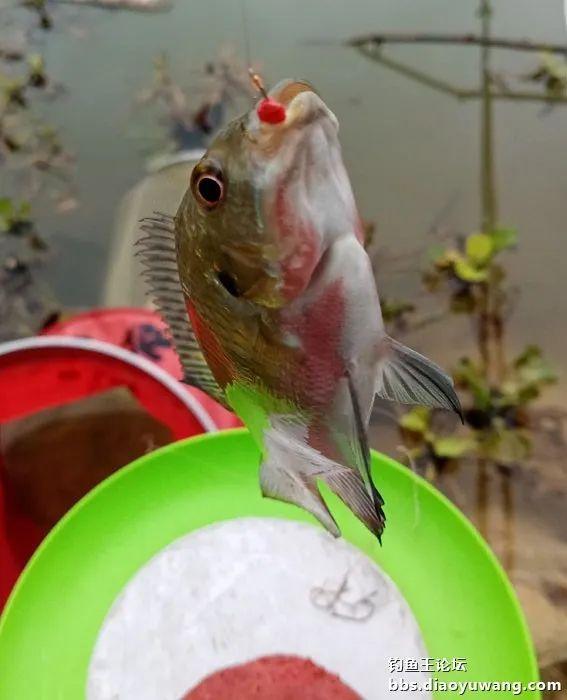 饵料|寒风萧萧鱼口好,猫非造反来凑热闹!!