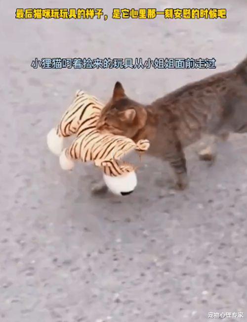 流浪猫嘴里叼着1只玩具,随后在草地上玩了起来:太让人心酸了