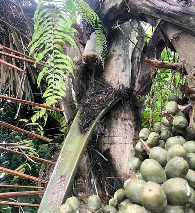 越南有种非常奇特的“酒树”,砍开树干,伤口就能流出美酒