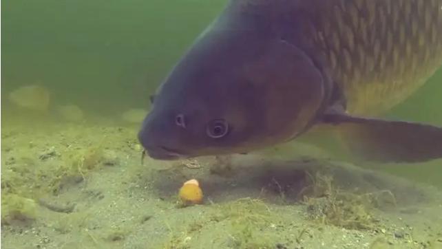|一把玉米就能让你轻松钓到鲤鱼！两个实例告诉你越简单越高效！