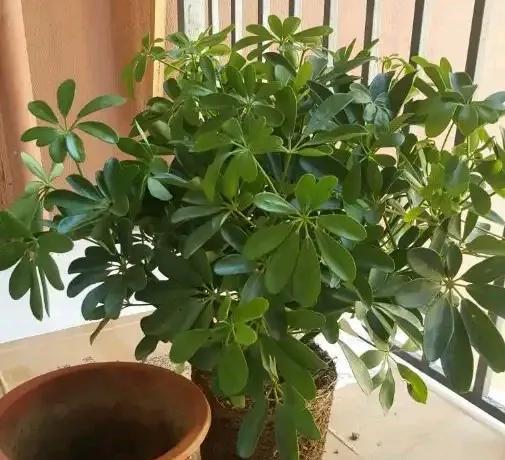 室内甲醛超标,这5种花都能吸“毒气”,现在知道还不晚!