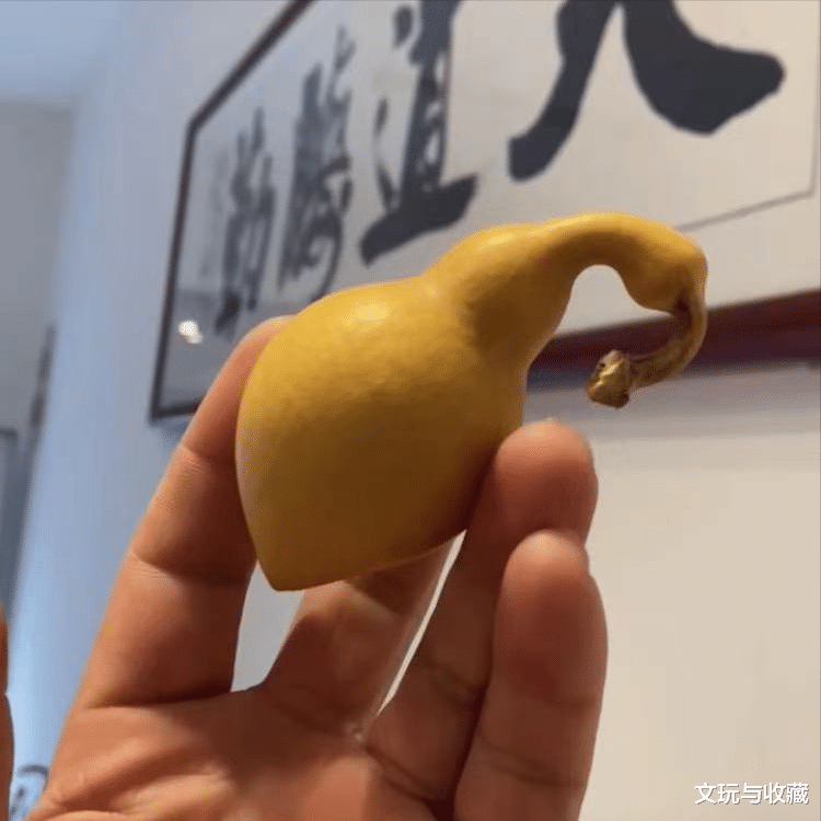 文玩葫芦|深圳大学毕业后回农村种文玩葫芦，一年只能挣30w，怎么办？