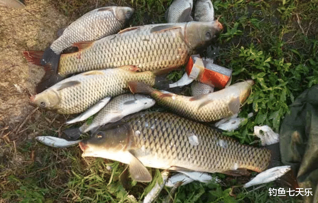 饵料|商品饵钓大鲤鱼效果不佳？试试这四种鱼饵，自己动手也能制作