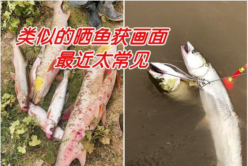 赣江水浅,鱤鱼泛滥?当地钓友:有人一天钓十几条,网友热议