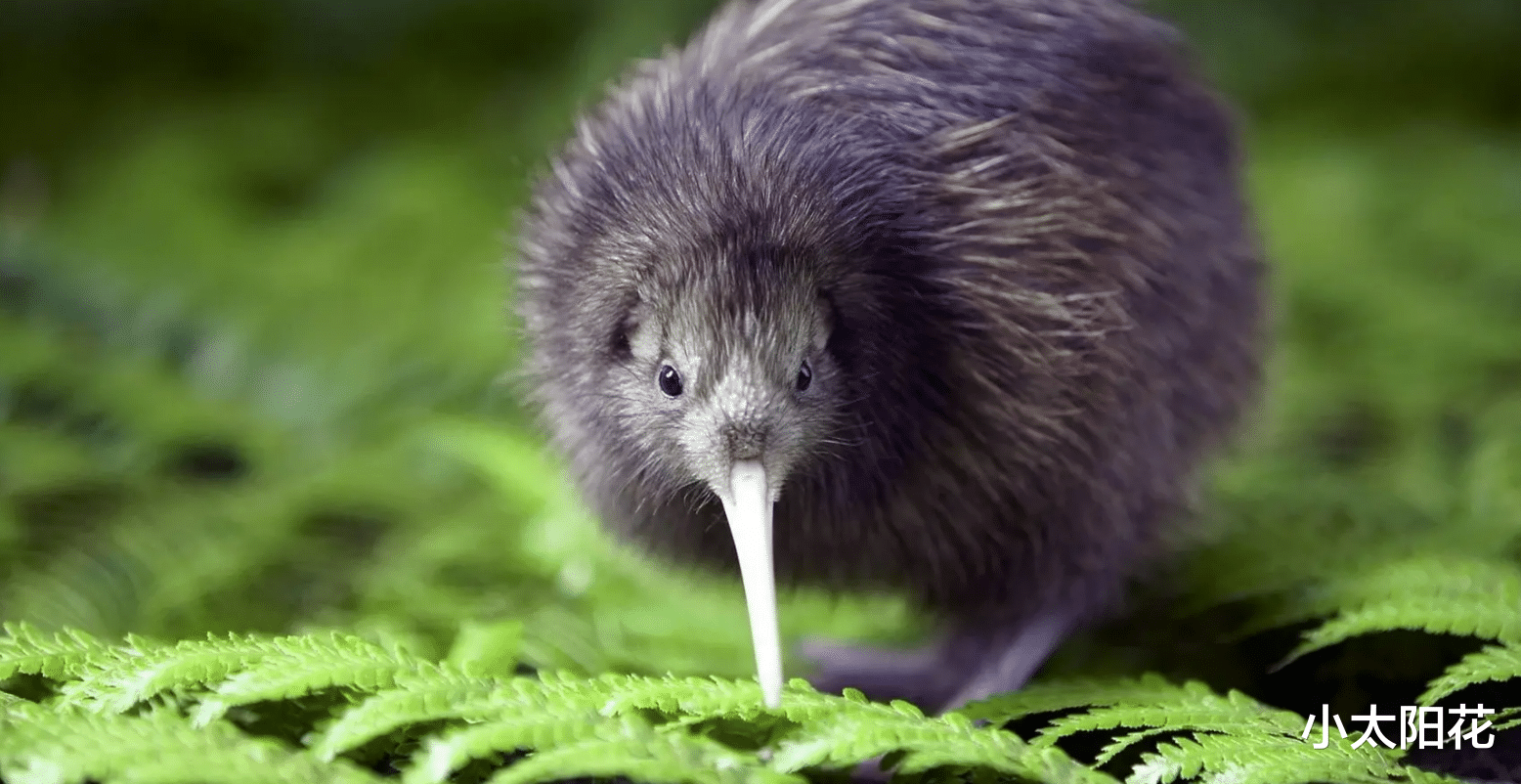 “无翅膀”的新西兰国鸟，鼻孔长在嘴上，生的蛋比鸡蛋大5倍