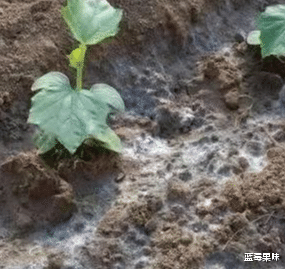 地震之后,为什么地上会出现白毛,这“白毛”究竟是什么?