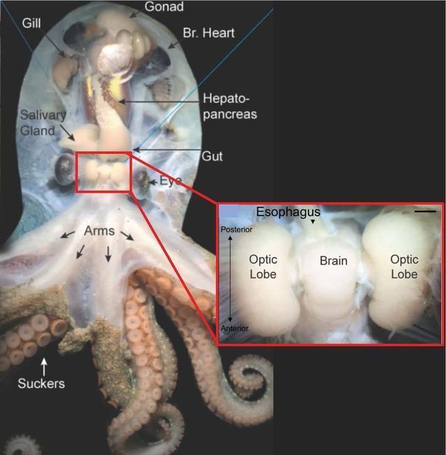 三颗心脏九颗大脑，进化到极致的它们，为何无法产生文明之光？