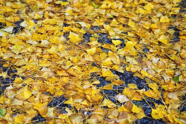 银杏树|金秋登山，在大慈岩寻到银杏秘境