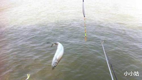 饵料|河里钓鱼总是上白条，白条到底是什么鱼？为什么有那么多