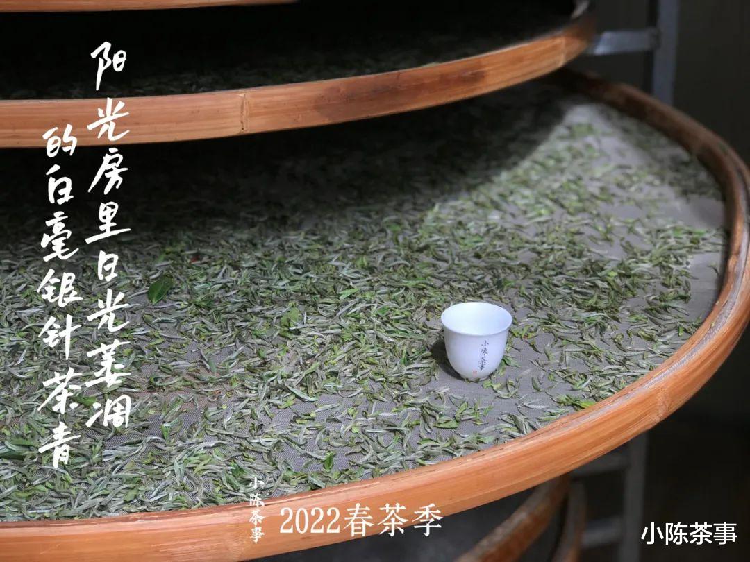 寿眉|不是说白茶越陈越香吗?那些越存越烂的白毫银针,藏着什么猫腻?