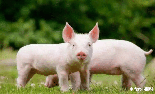 穿衣搭配|职场态势步入正轨，属猪人今年未来几个月福禄双收，能力得到发挥