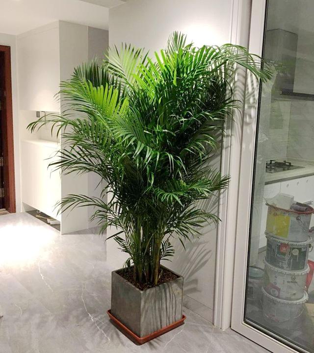 客厅养花“有讲究”,别随便,这6种,高档有格调,还能净化空气