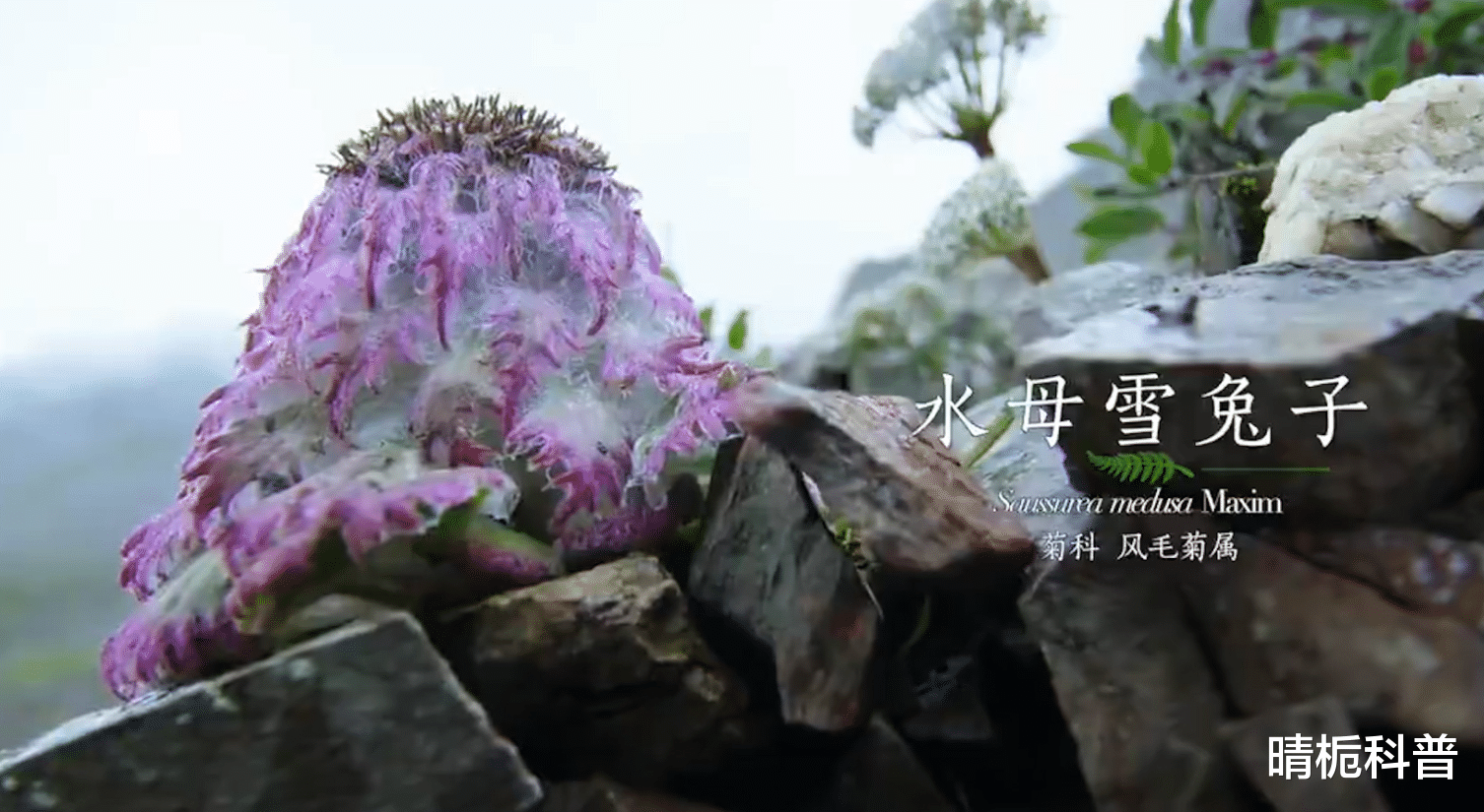 主播疑采摘濒危植物被封号,水母雪兔子到底是啥?为何如此珍贵?