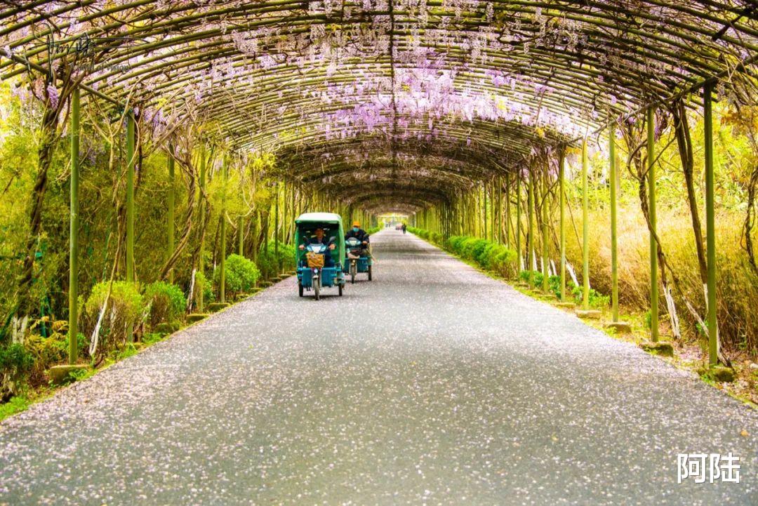 山东省|偶遇杭州的最美紫藤花大道，“落英缤纷?”的场景颇为壮观