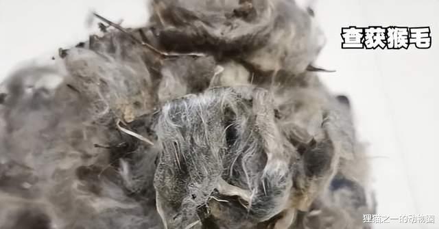 怎么敢的?6人宰杀烹食国家一级保护动物蜂猴,毫不意外被判刑!