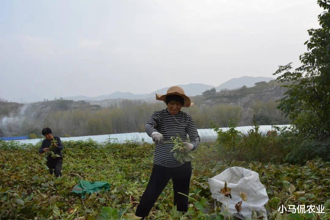 大叔把喂猪的红薯梗卖韩国1亩挣600,烘干加工1年竟卖300万,凭啥