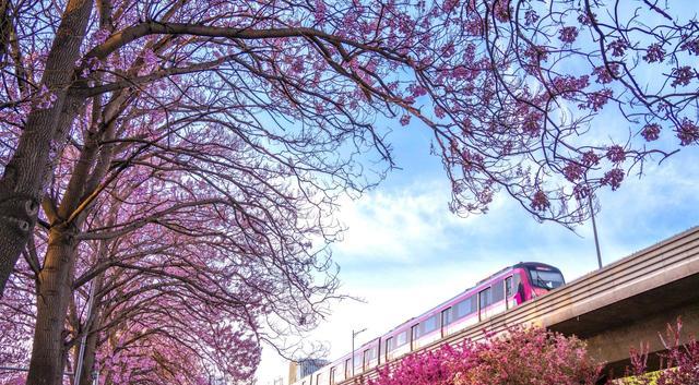北京市|北京绝美的紫色泡桐花隧道，浪漫清香免费看，开往春天的地铁直达