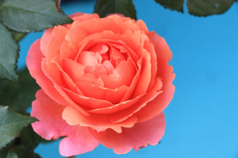 张歆艺 不鸣则已,一鸣惊人!这三大星座,注定会成为人上人