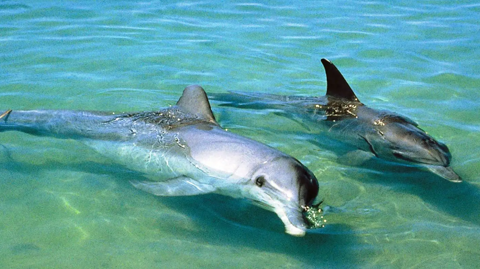 |澳洲漫游:悉尼三大景点介绍,带你玩转整个夏天