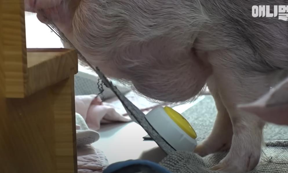 古尔丹 韩国女孩养迷你猪秒变大胖猪，如今带着它们刻苦运动节食减肥