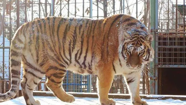 狮吹的噩梦，西伯利亚虎、又称东北虎