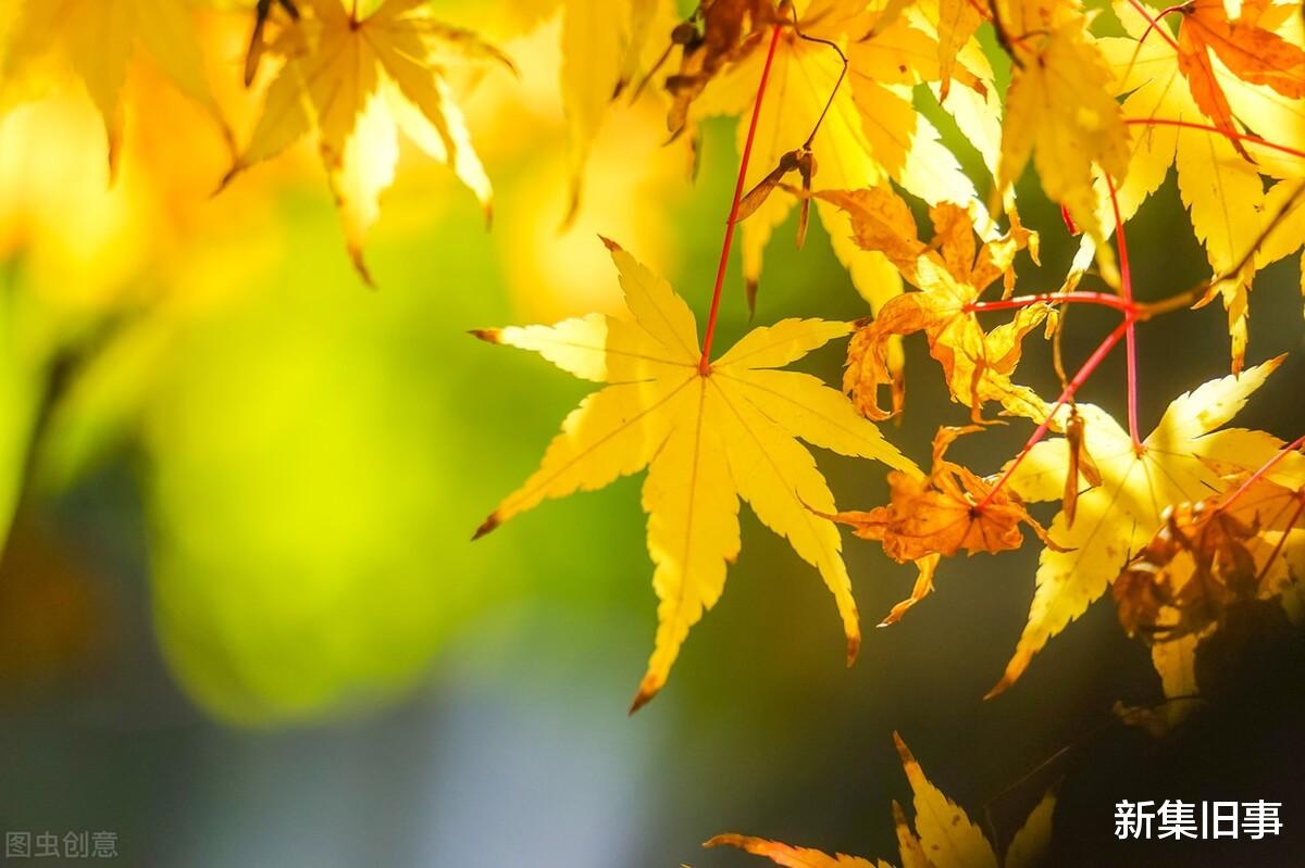 |树树皆秋色,山山唯落晖|人间最美是金秋