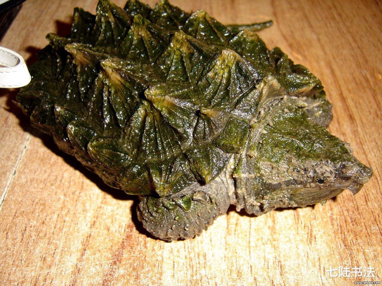 警察|大妈求垂钓小伙放生被拒后报警,警察却帮小伙说话,大妈有点尴尬