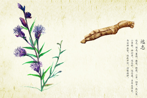 中药|这味中药最励志，是失眠多梦的好帮手