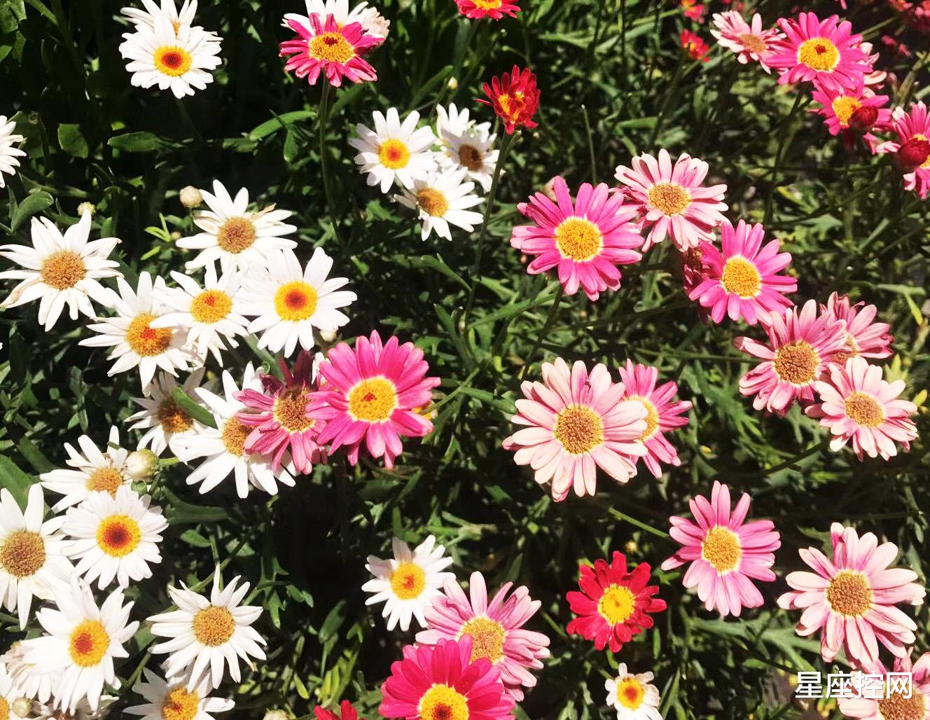 白羊座|哪几个月份出生的人,好事不会少,事业一直在突破,享受发展红利