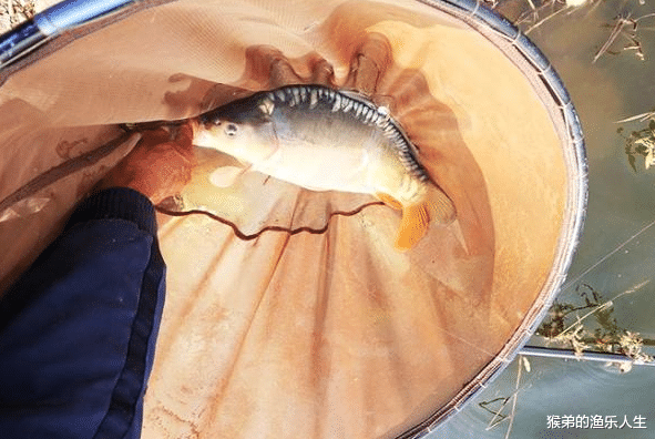饵料|夏季天热鱼口差？4个技巧很关键，“吃透”之后哪里都能爆护