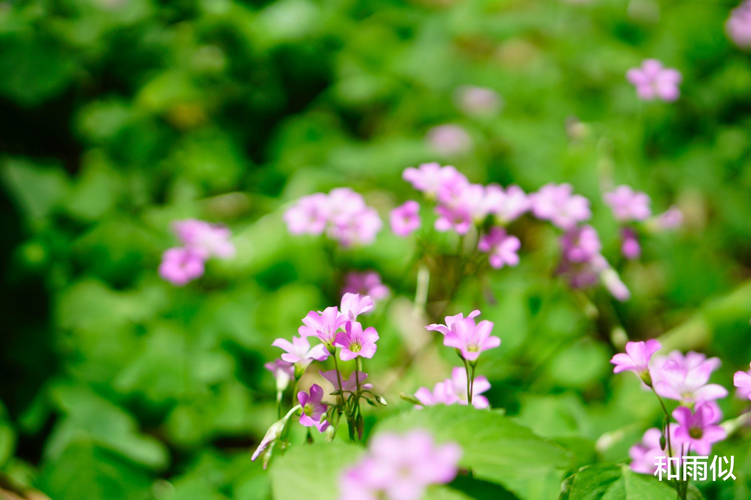 盛明兰|《知否》原著：与人交往，不想随便被欺负，高情商的人通常会这样做