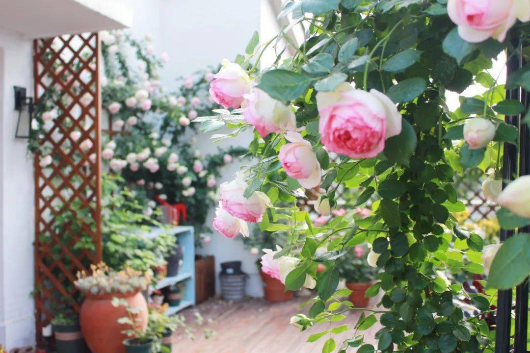 买了栋，复式双露台房，历时4年改造成露台花园，太好看了