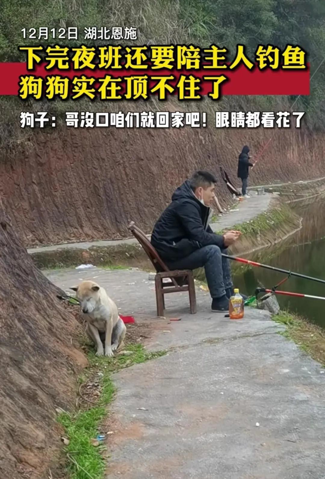 下完夜班还要陪主人钓鱼，狗狗实在顶不住了