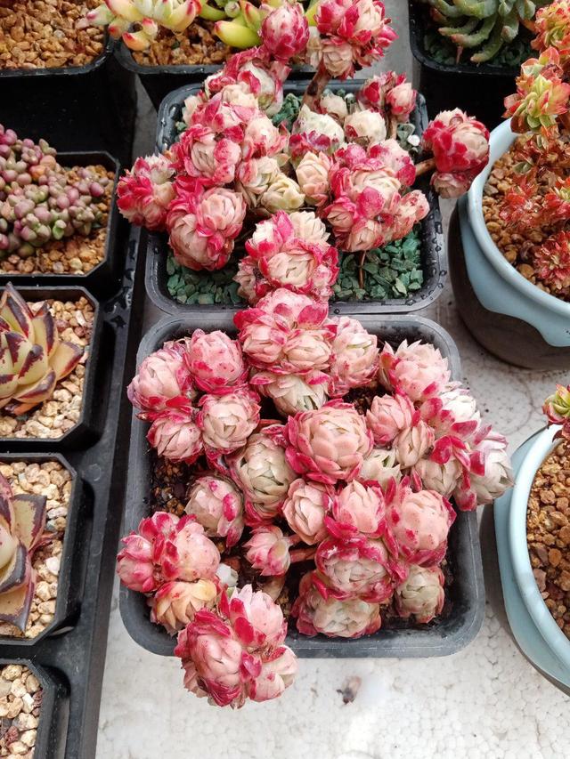 这些多肉越小“价格”越高,自带“仙气”滤镜,暗香弥漫惹人醉