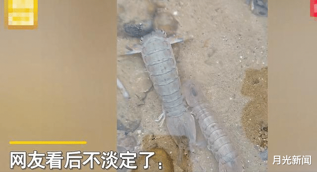 福建宁德,男子去海边玩发现成吨皮皮虾,吃货们瞬间不淡定了