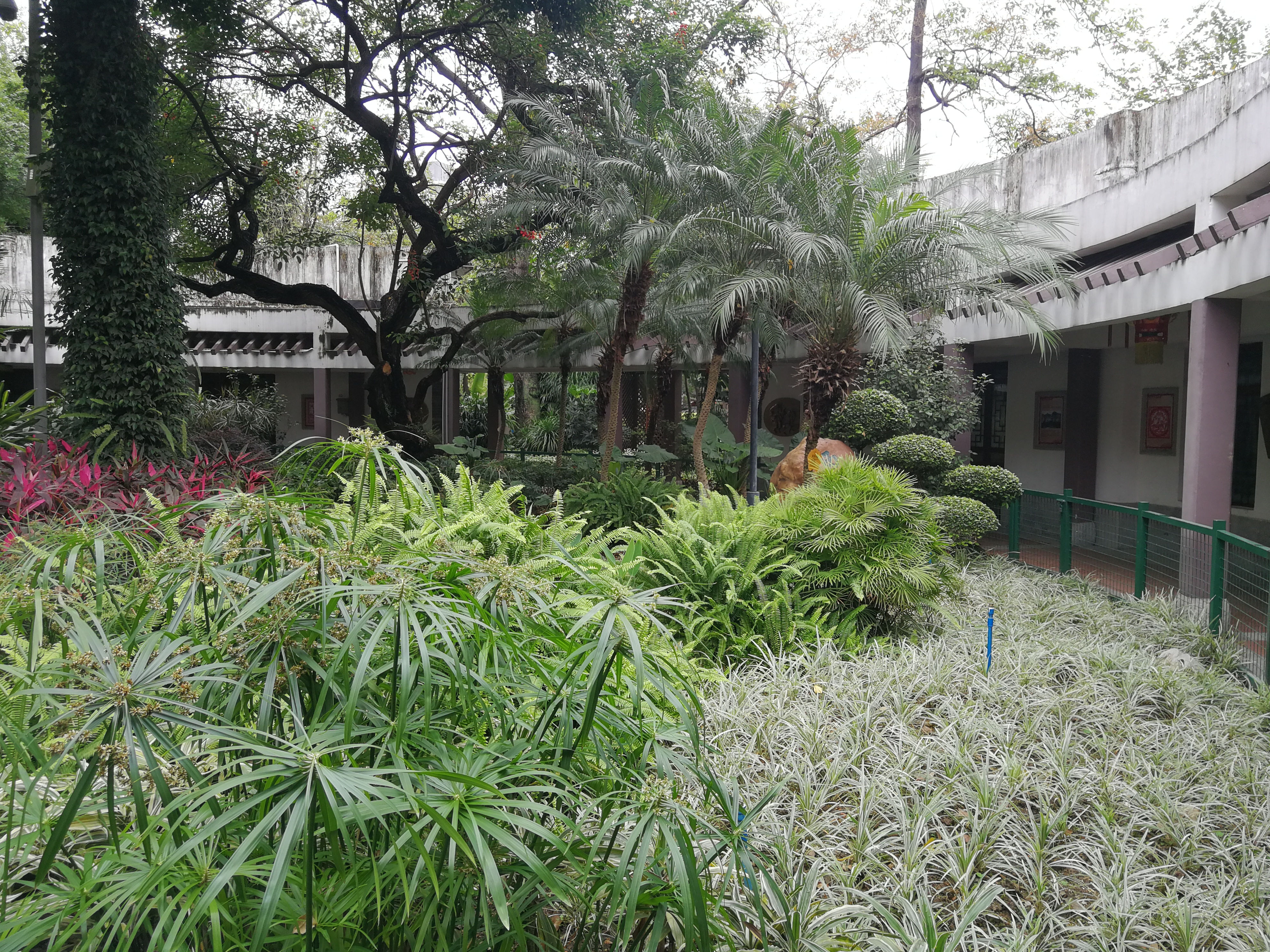 植物园|花城文化公园的西关苑，枯藤老树伴随着潺潺流水，就像迷你植物园
