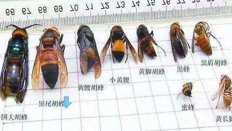 世界上最危险毒性最大的5种毒蜂，已有1000多人死于杀人蜂毒针下